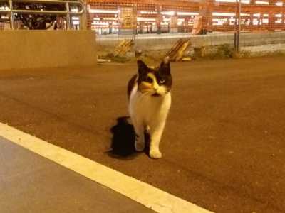 Ma da dove arrivano i due animali? Sono nati due anni fa da Pezzata, una gatta che ha il pelo a chiazze marroni, bianche e nere